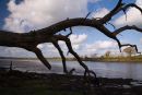 Carew River
